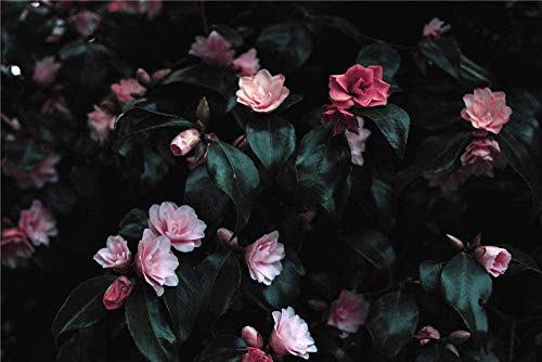 XINNeck Holzpuzzle 1000 stücke Lernspielzeug,1000 Stück Puzzle Pink Flowers Foto Lernspielzeug Malerei Dekor von XINNeck