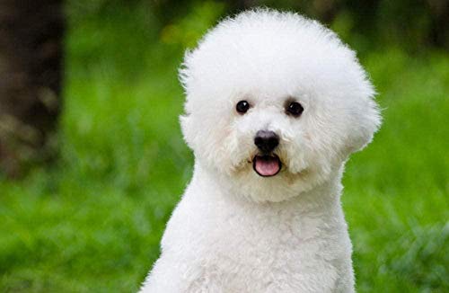 XINNeck Holzpuzzle 1000 stücke Lernspielzeug,1000pc Puzzle Bichon Hund Tier Geschenk Lernspielzeug für Kinder und Erwachsene XINNeck Holzpuzzle 1000 stücke Lernspielzeug,1000pc Puzzle Bichon Hund Tier Geschenk Lernspielzeug für Kinder und Erwachsene von XINNeck