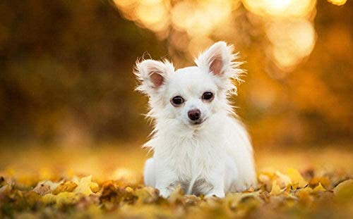XINNeck Holzpuzzle 1000 stücke Lernspielzeug,Adult Child Puzzle Chihuahua Dog Animal Alle Rätsel XINNeck Holzpuzzle 1000 stücke Lernspielzeug,Adult Child Puzzle Chihuahua Dog Animal Alle Rätsel von XINNeck