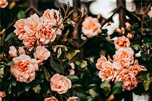 XINNeck Holzpuzzle 1000 stücke Lernspielzeug,Klassisches Puzzle Shallow Focus Foto von Orange Roses Pädagogische Spielzeugfarbe Dekor von XINNeck