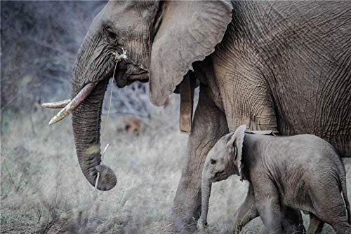 XINNeck Holzpuzzle 1000 stücke Lernspielzeug,Klassisches Puzzle Zwei graue Elefanten Animal All Puzzles von XINNeck