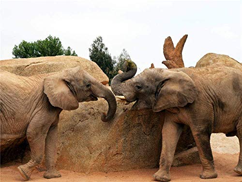 XINNeck Holzpuzzle 1000 stücke Lernspielzeug,Puzzle Afrikanischer Elefant Tier Holz Tier Puzzle für Kleinkinder von 8 bis 11 Jahren von XINNeck