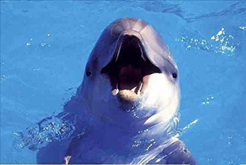 XINNeck Holzpuzzle 1000 stücke Lernspielzeug,Puzzle Delfin Boden Puzzle XINNeck Holzpuzzle 1000 stücke Lernspielzeug,Puzzle Delfin Boden Puzzle von XINNeck