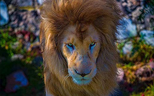 XINNeck Holzpuzzle 1000 stücke Lernspielzeug,Puzzle Lion Animal Alle Rätsel von XINNeck