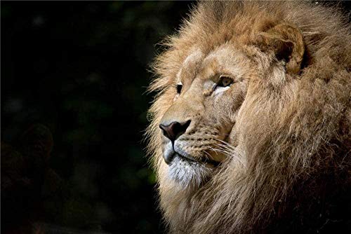 XINNeck Holzpuzzle 1000 stücke Lernspielzeug,Puzzle Nahaufnahmefoto von Brown Lion Alle Rätsel XINNeck Holzpuzzle 1000 stücke Lernspielzeug,Puzzle Nahaufnahmefoto von Brown Lion Alle Rätsel von XINNeck