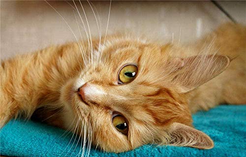 XINNeck Holzpuzzle 1000 stücke Lernspielzeug,Puzzle Orange Tabby Katze auf grünem Stoff liegend Lernspielzeug für Jungen und Mädchen XINNeck Holzpuzzle 1000 stücke Lernspielzeug,Puzzle Orange Tabby Katze auf grünem Stoff liegend Lernspielzeug für Jungen und Mädchen von XINNeck