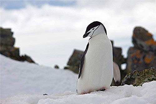 XINNeck Holzpuzzle 1000 stücke Lernspielzeug,Puzzle Pinguin auf Schnee Wildlife Fotografie pädagogische Holzspielzeug für Erwachsene Kinder XINNeck Holzpuzzle 1000 stücke Lernspielzeug,Puzzle Pinguin auf Schnee Wildlife Fotografie pädagogische Holzspielzeug für Erwachsene Kinder von XINNeck
