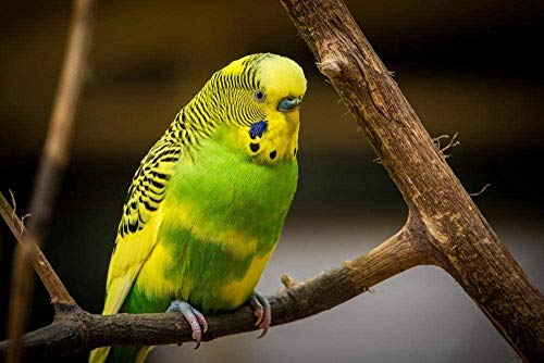 XINNeck Holzpuzzle 1000 stücke Lernspielzeug,Puzzle Yellow Parrot Alle Rätsel XINNeck Holzpuzzle 1000 stücke Lernspielzeug,Puzzle Yellow Parrot Alle Rätsel von XINNeck