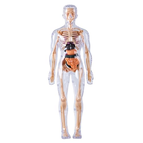 Menschliches Körpermodell für Kinder, abnehmbare 3D-Anatomie-Modellwissenschaftsspielzeug für Erleuchtung praktisches Lernen (vollständig transparent) von XJKLBYQ