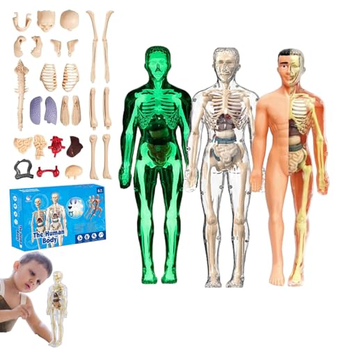 lear Human Body Structure Model Kit​​ with 29-Piece ​​Human Anatomy, Anatomy and Physiology Study Tools, Halloween Physiology Gifts for Kids Ages 8+ (F+L+T) von XKrmp