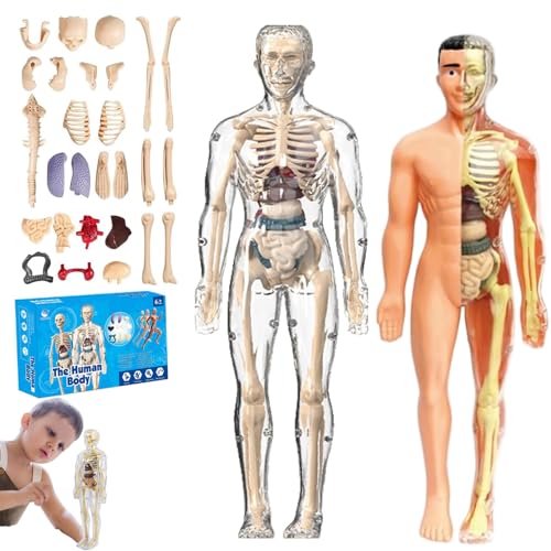 lear Human Body Structure Model Kit​​ with 29-Piece ​​Human Anatomy, Anatomy and Physiology Study Tools, Halloween Physiology Gifts for Kids Ages 8+ (F+T) von XKrmp