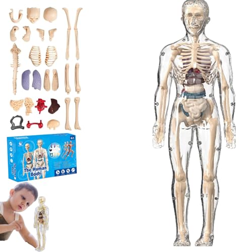 lear Human Body Structure Model Kit​​ with 29-Piece ​​Human Anatomy, Anatomy and Physiology Study Tools, Halloween Physiology Gifts for Kids Ages 8+ (Full Transparency) von XKrmp