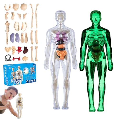lear Human Body Structure Model Kit​​ with 29-Piece ​​Human Anatomy, Anatomy and Physiology Study Tools, Halloween Physiology Gifts for Kids Ages 8+ (Luminous) von XKrmp