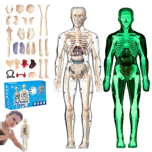 lear Human Body Structure Model Kit​​ with 29-Piece ​​Human Anatomy, Anatomy and Physiology Study Tools, Halloween Physiology Gifts for Kids Ages 8+ (Luminous+Full Transparency) von XKrmp