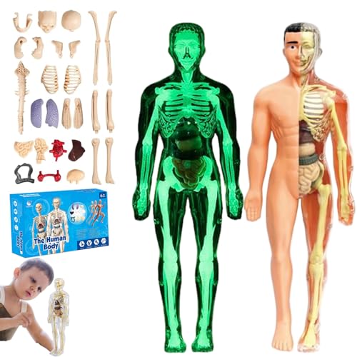 lear Human Body Structure Model Kit​​ with 29-Piece ​​Human Anatomy, Anatomy and Physiology Study Tools, Halloween Physiology Gifts for Kids Ages 8+ (Luminous+Translucent) von XKrmp