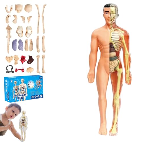 lear Human Body Structure Model Kit​​ with 29-Piece ​​Human Anatomy, Anatomy and Physiology Study Tools, Halloween Physiology Gifts for Kids Ages 8+ (Translucent) von XKrmp