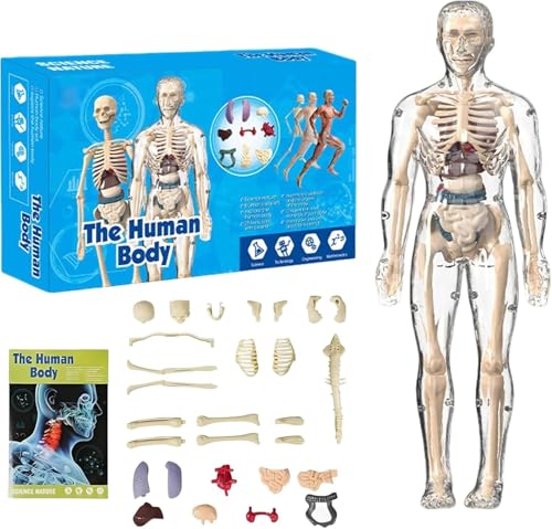 Clear Human Body Structure Model, DIY Assembled Removable Organs Bones, 29 Piece 3D Anatomy Figure Kit, Transparent Physiology Model (A) von XLWXDD