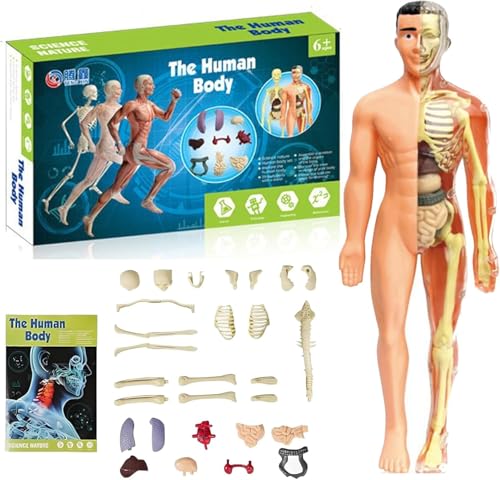 Clear Human Body Structure Model, DIY Assembled Removable Organs Bones, 29 Piece 3D Anatomy Figure Kit, Transparent Physiology Model (B) von XLWXDD