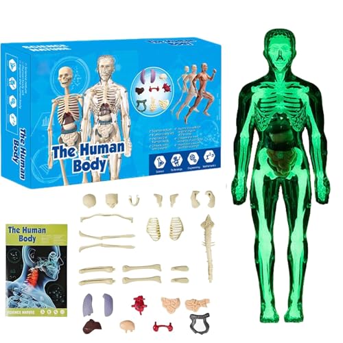 Clear Human Body Structure Model, DIY Assembled Removable Organs Bones, 29 Piece 3D Anatomy Figure Kit, Transparent Physiology Model (C) von XLWXDD