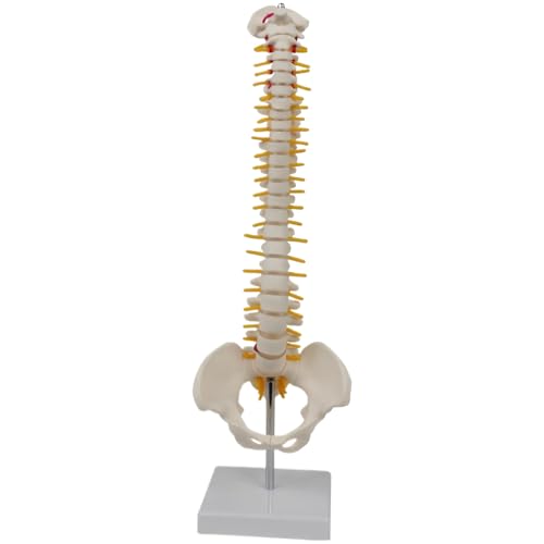 XUEYEGONGJI Wirbelsäulenmodell, anatomische menschliche Wirbelsäule mit Wirbel, Rückenmarksmodell, Wirbelsäulenmodell für medizinisches Training XUEYEGONGJI Wirbelsäulenmodell, anatomische menschliche Wirbelsäule mit Wirbel, Rückenmarksmodell, Wirbelsäulenmodell für medizinisches Training von XUEYEGONGJI