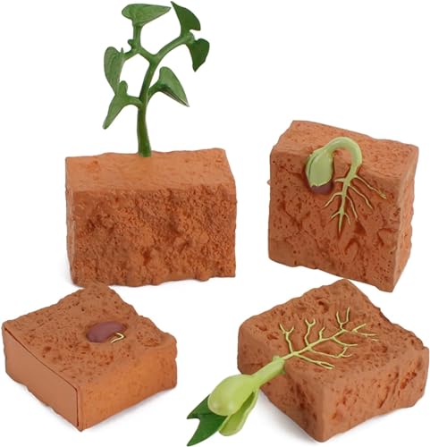 4 PCS Bauernhof Pflanze Lebenszyklus Modell Figur Set Pflanzen gewachsen Spielzeug Simulation Bildungs PVC Pflanze Wachstumszyklus Modell für 5 6 7 8 Jahre alte Jungen Mädchen Kind Kleinkinder von XUSANSO