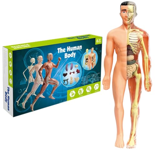 Menschliches Körpermodell für Kinder 11, 2 Zoll entfernbarer halbgekrönter menschlicher Anatomie-Modell Realistisches Organ ＆ Skelettwissenschaft Bildungspädagogik Geschenke für Kinder im Alter vo von XVHOAB