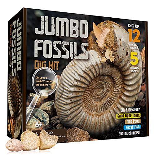 XX Groß Fossilien Ausgrabungsset Kinder - Ausgraben 12 Versteinerungen Fossilien - Lehrreich Spielzeug Geschenk für Jungen Mädchen Ab 5 6 7 8 9 10 11 12 Jahre von XX