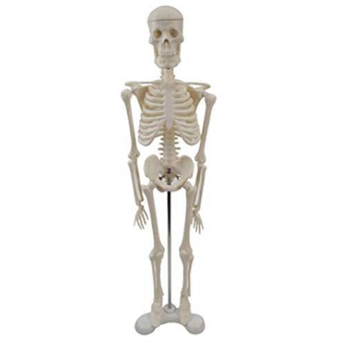 Lernmodell Mini-Skelettmodell, 45 cm großes menschliches Skelettmodell mit montiertem Ständer für Kinder, die medizinische Ausbildung als Desktop-Dekoration Lernen von XZYMH