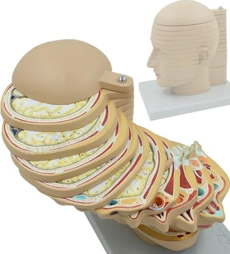 Medizinisches Querschnittsmodell des menschlichen Kopfes, Lehrmodell, Querschnittsmodell des menschlichen Gehirns, Gehirnmodell, abnehmbares anatomisches Modell von Xinzhai