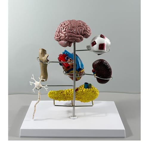 Modellset for Typ-II-Diabetes, Miniaturmodelle for Gehirn, Auge, Herz, Niere, Arterie, Bauchspeicheldrüse, Neuronen und Füße for die physiologische Ausbildung, medizinische Lernressourcen, Modellset f Modellset for Typ-II-Diabetes, Miniaturmodelle for Gehirn, Auge, Herz, Niere, Arterie, Bauchspeicheldrüse, Neuronen und Füße for die physiologische Ausbildung, medizinische Lernressourcen, Modellset f von Xinzhai
