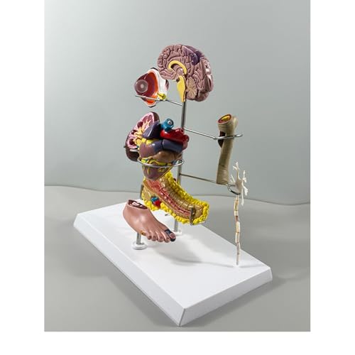 Modellset for Typ-II-Diabetes, Miniaturmodelle for Gehirn, Auge, Herz, Niere, Arterie, Bauchspeicheldrüse, Neuronen und Füße for die physiologische Ausbildung, medizinische Lernressourcen, Modellset f Modellset for Typ-II-Diabetes, Miniaturmodelle for Gehirn, Auge, Herz, Niere, Arterie, Bauchspeicheldrüse, Neuronen und Füße for die physiologische Ausbildung, medizinische Lernressourcen, Modellset f von Xinzhai