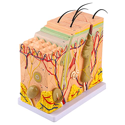 Xiuganpo 50-Fach Vergrößertes Gewebestrukturmodell der Menschlichen Anatomischen Haut mit Haaren, 3D-PVC-Material Vergrößert für den Biologieunterricht, Klare Strukturen, Vergrößertes von Xiuganpo