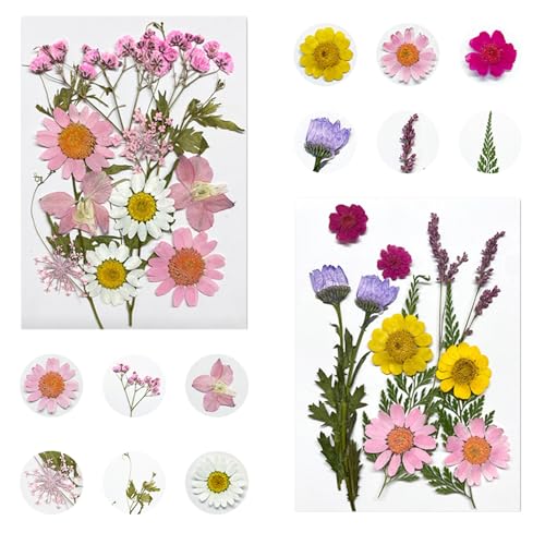 XoeLLe 24 Stück Tortendeko Blumen, Torte Trockenblumen, Torten Deko, Deko Blumen, Tortendeko Hochzeit, Geeignet für Hochzeiten, Geburtstage, Babypartys, Jubiläen, Weihnachten, Kindertag XoeLLe 24 Stück Tortendeko Blumen, Torte Trockenblumen, Torten Deko, Deko Blumen, Tortendeko Hochzeit, Geeignet für Hochzeiten, Geburtstage, Babypartys, Jubiläen, Weihnachten, Kindertag von XoeLLe