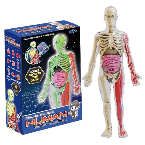 Xoeryoy Menschliches Körpermodell für Kinder, Glühen im dunklen realistischen menschlichen Anatomie -Modell, DIY Abnehmbarer Körper, Bildungsanatomie für Kindergeschenke von Xoeryoy