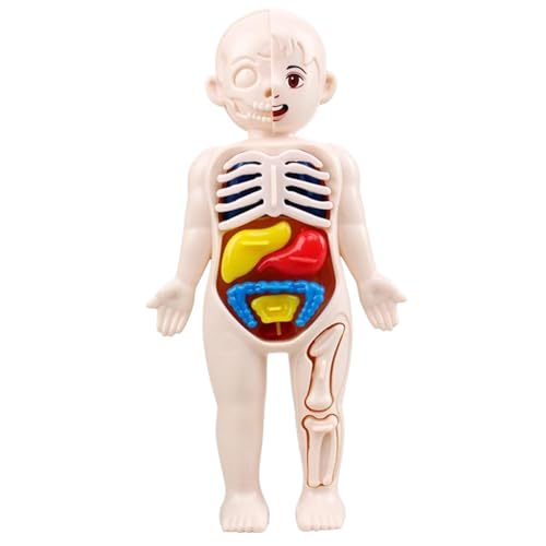 Xoeryoy Menschliches Körpermodell für Kinder 7x4 Anatomie Modell Organe abnehmbares menschliches Körpermodell ABS Keine Burrs Wissenschaftsspielzeug Bildungshuman Anatomie für Kinder über 3 Jahre alt von Xoeryoy