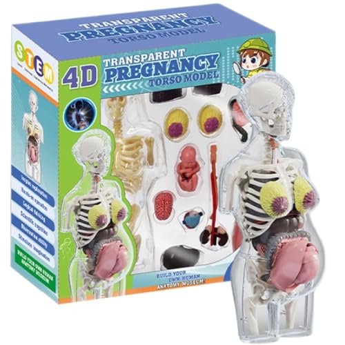 Xoeryoy Menschliches Körpermodell für Kinder 8, 5 Zoll entfernbarer schwangerer Frau menschliches Anatomie Modell Plastik Frühes Lernen Spielzeug von Xoeryoy