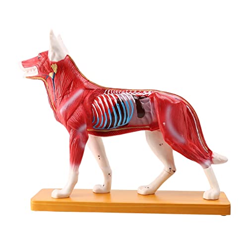 Xptieeck Hund Intelligenz Zusammenbau Spielzeug Tier Organ Anatomie Medizinische Lehre Wissenschaft Modell Lehre Praxis Training Modell von Xptieeck