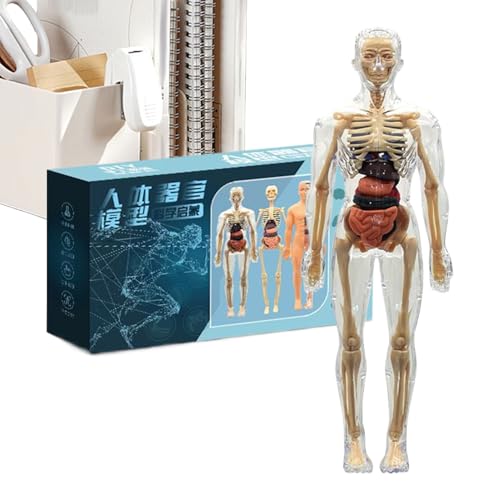 Xujuika Menschliches Anatomie-Modell, 3D-Anatomie-Skelett-Modellbausätze – Lernwerkzeuge für Schule, Klassenzimmer, Zuhause, Bibliothek, Zuhause, Schule, Grundschule, Vorschule, Gruppenaktivitäten von Xujuika
