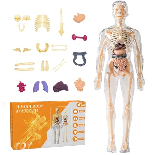 Menschliches Körpermodell für Kinder 11 entfernbare 3D menschliche Körpermodell transparent realistische Anatomie Interaktives Wissenschaftsspielzeug Bildungsspielzeug zurück in die Schule Gesch von Xweptuy