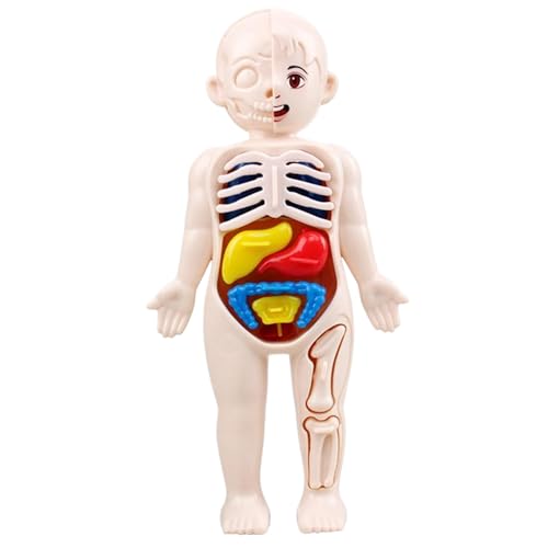 Xweptuy Menschliches Körpermodell für Kinder 7x4 Anatomie Model Organe Abnehmbarer menschlicher Körper Abs Keine Burrs Wissenschafts Xweptuy Menschliches Körpermodell für Kinder 7x4 Anatomie Model Organe Abnehmbarer menschlicher Körper Abs Keine Burrs Wissenschafts von Xweptuy