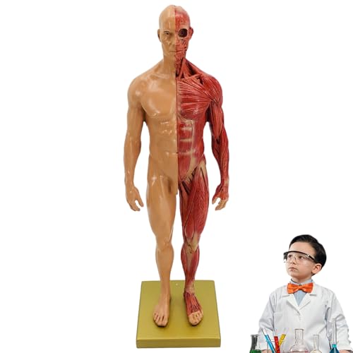 Xweptuy Muskelanatomie-Modell künstliche realistische Harzharz-Körpermodell mit Basis-Mehrzweck-Muskelanatomie für medizinische Anzeigen/Lehren, Skizzieren, männlich Xweptuy Muskelanatomie-Modell künstliche realistische Harzharz-Körpermodell mit Basis-Mehrzweck-Muskelanatomie für medizinische Anzeigen/Lehren, Skizzieren, männlich von Xweptuy