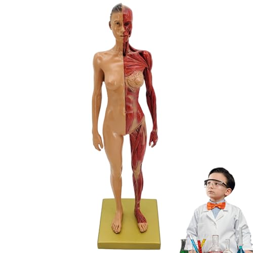 Xweptuy Muskelanatomie-Modell künstliches realistisches Harz menschlich Xweptuy Muskelanatomie-Modell künstliches realistisches Harz menschlich von Xweptuy