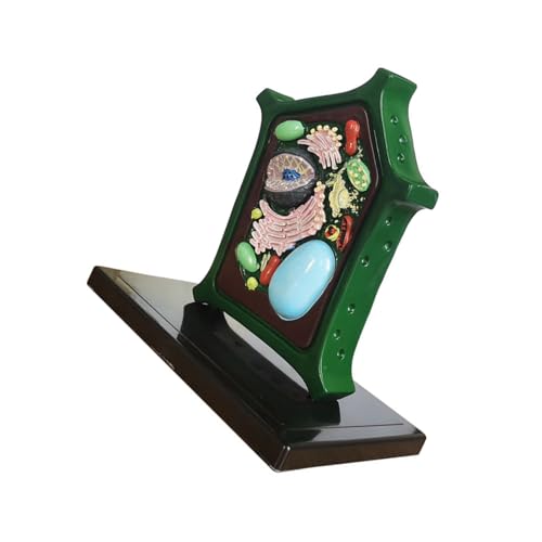 Pflanzenanatomie-Modell, Biologie, Wissenschaft, Lernhilfe, Zelllehrhilfe für Klassenzimmer, Spielzeug, Anatomiewerkzeug für Display von YAOGUI