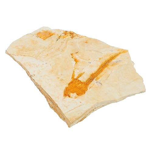 Paleontologisches Lycoptera Fisch Authentisches Natursteinexemplar für Sammler und Bildungszwecke Lehrmittel für Wissenschaftslehrer und Kinderinteressierte von YARNOW