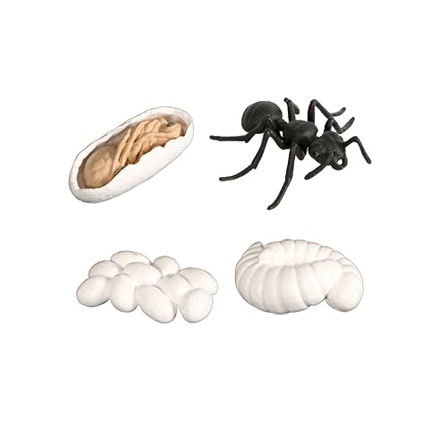 YARNOW 1 Satz Ant Wachstumstadium Modellset Realistische Tierfiguren zur Dekoration und Bildung Kreativprojekte Partygeschenke und Lernhilfe für Lebenszyklus von Ameisen von YARNOW