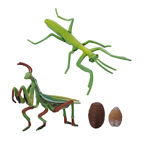 YARNOW 1 Satz Mantis Lebenszyklus Modellset Realistische Gottesanbeterin Figur für Frühe Bildung Naturkognition und Kreativen Aktivitäten von YARNOW