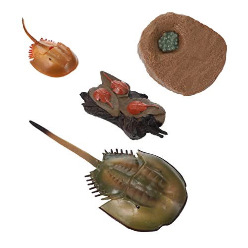 YARNOW 1Satz Hufeisenkrebs Wachstumszyklus Modell Lebendige Hufeisenkrebs Figur Für Frühkindliche Bildung Lebenszyklus Modellspielzeug Zur des Biologischen Wissens von YARNOW