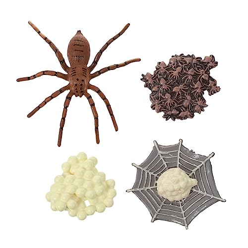 YARNOW 1Satz Lebenszyklusmodell Spinne Pädagogische Figuren für Realistisches Tiermodell für Unterricht und Rollenspiele aus Langlebigem von YARNOW
