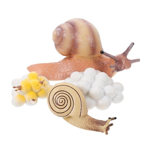 YARNOW 1Satz Schnecken Lebenszyklus Modell Für Simuliertes Lernspielzeug Kognitiven Fähigkeiten Langlebig Für Zuhause Und Kinderräume von YARNOW