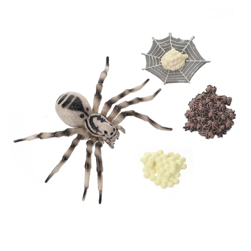 YARNOW 1Satz Simulation Tarantula Wachstumszyklus Modell Insekten Evolution Figur für Lernhilfe und Dekorative Requisite für Partys und Fotografie YARNOW 1Satz Simulation Tarantula Wachstumszyklus Modell Insekten Evolution Figur für Lernhilfe und Dekorative Requisite für Partys und Fotografie von YARNOW